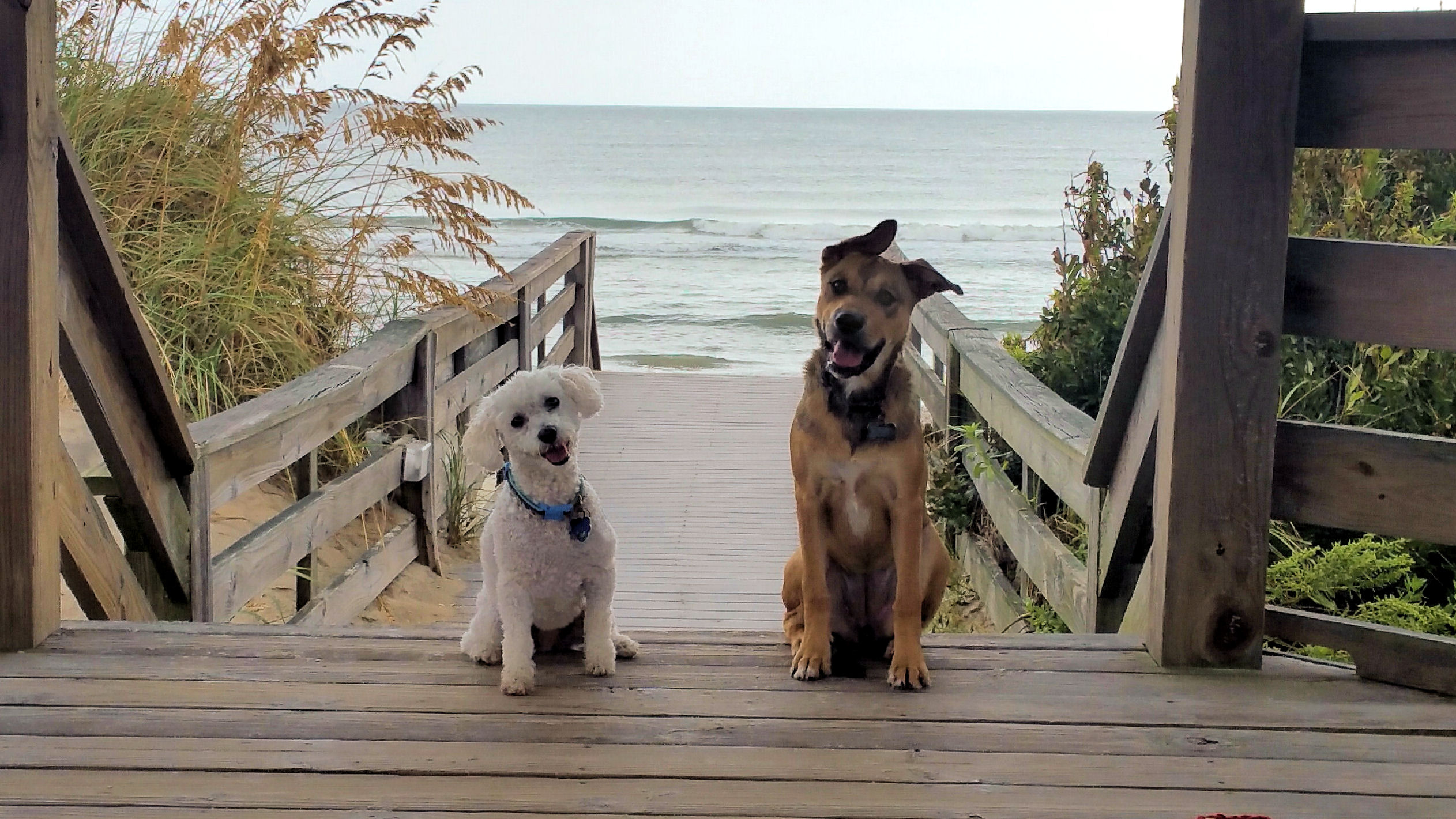 Beach dogs on walkway