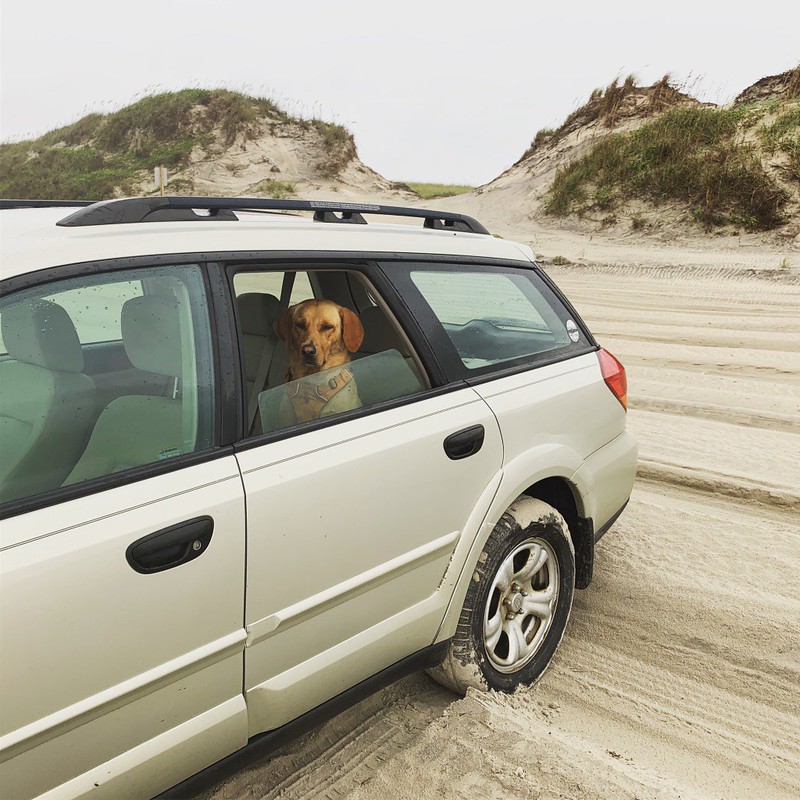 dog 4x4 beach