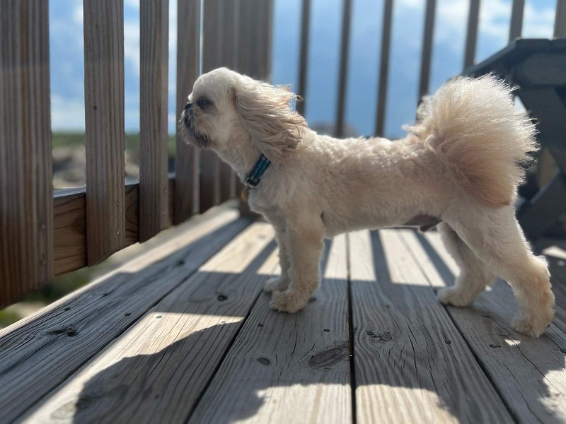 ocean breeze dog