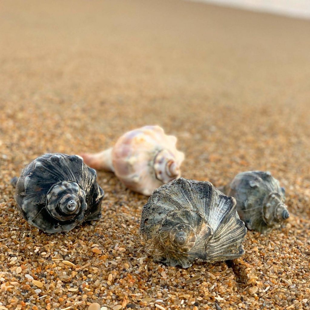 A Guide to Shelling on the Outer Banks