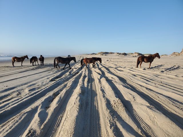 horse crossing