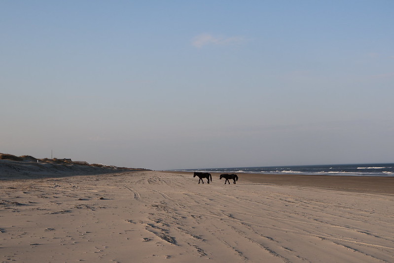 Corolla Wild Horses