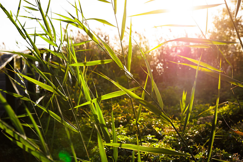 marsh grass