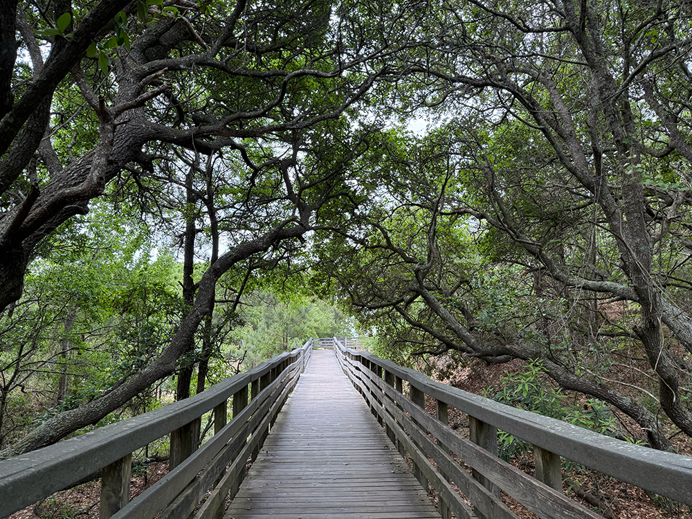 jockeys ridge boardwalk