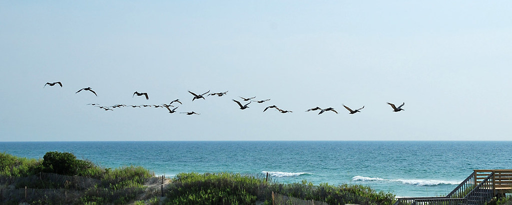 OBX pelicans