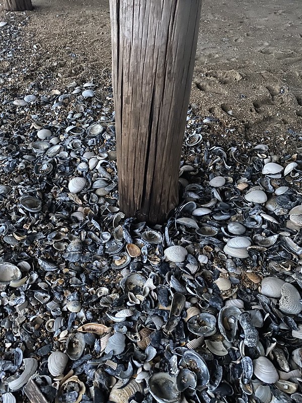 shell bed