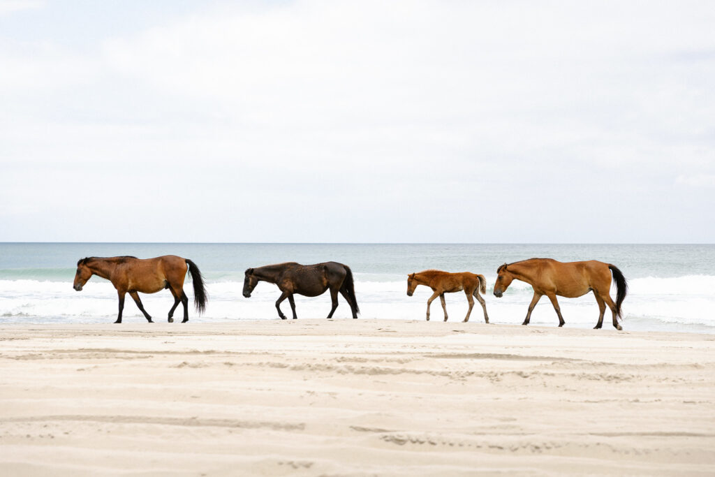 What to Do in the Outer Banks in April