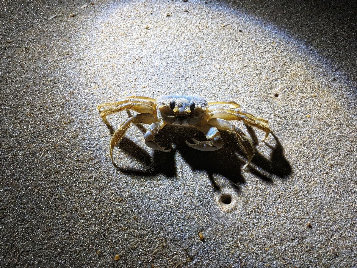 what to do in the outer banks in june - ghost crab