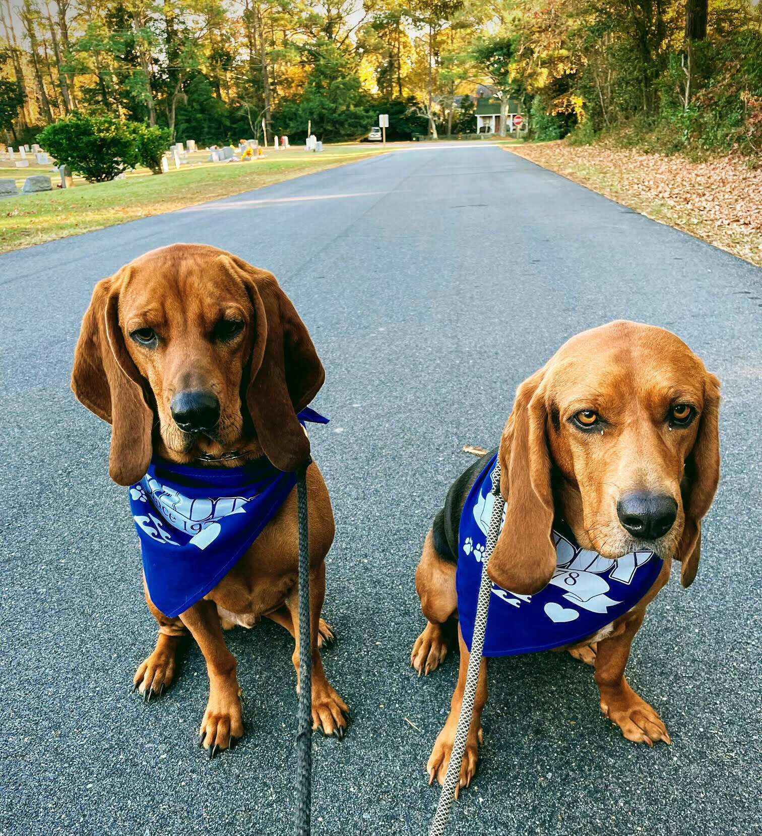 September's Friendly Pets of the Month Twiddy Blog