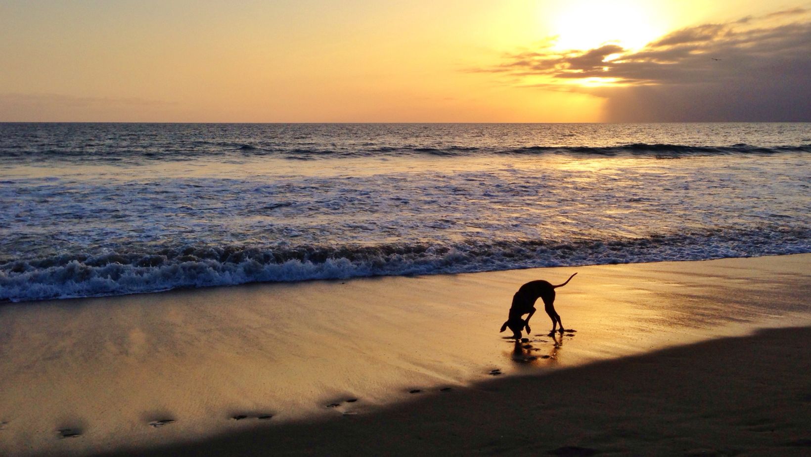 Beach Dog Rules and Regulations for Outer Banks, NC Twiddy Blog