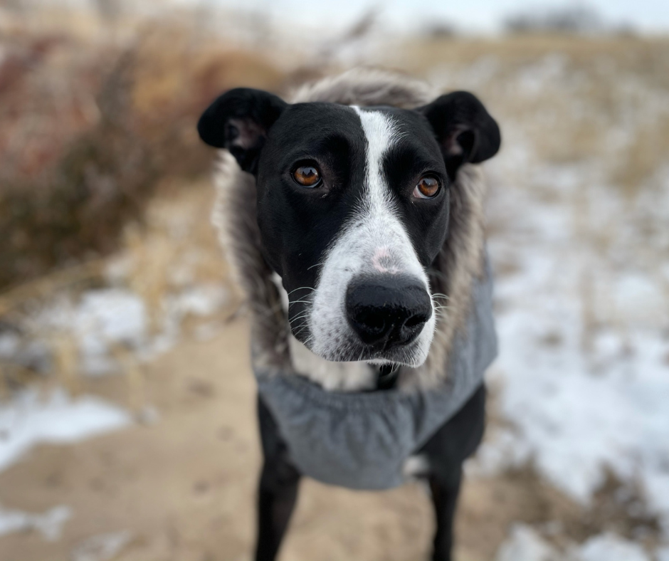 Abbie - January pet of the month