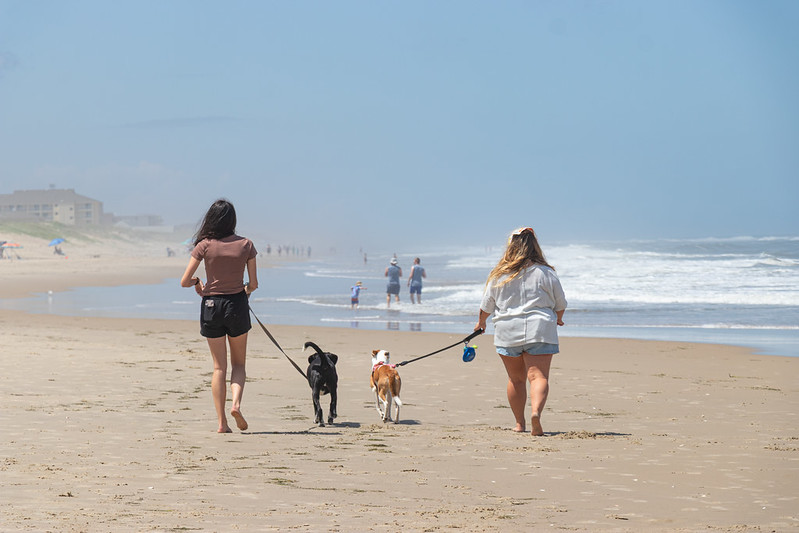 dog walk on beach