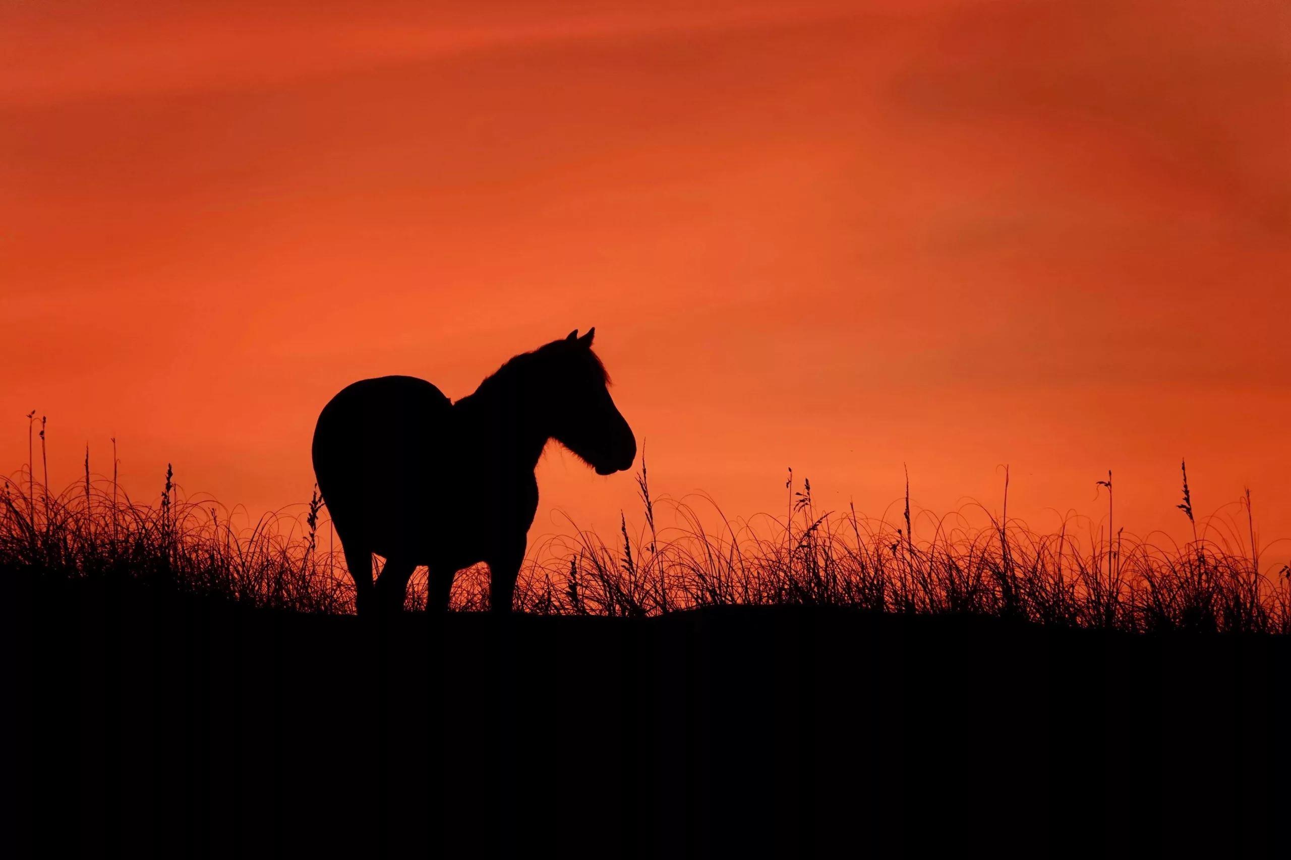 Wild Horse at Sunset