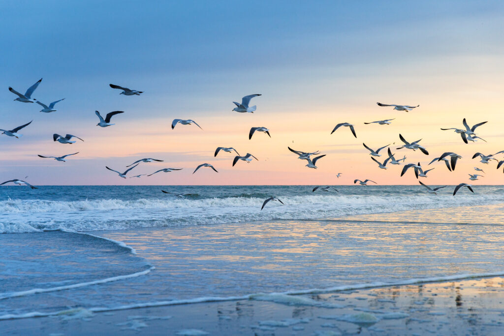 Your OBX Stay in Seagull Beach