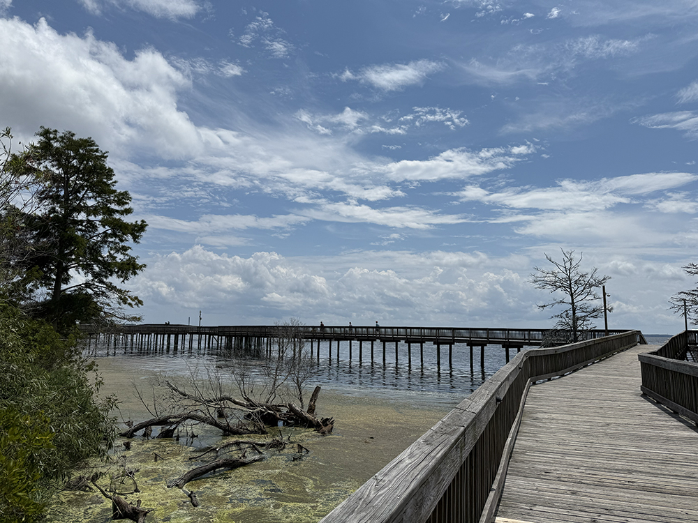 Duck_boardwalk_1