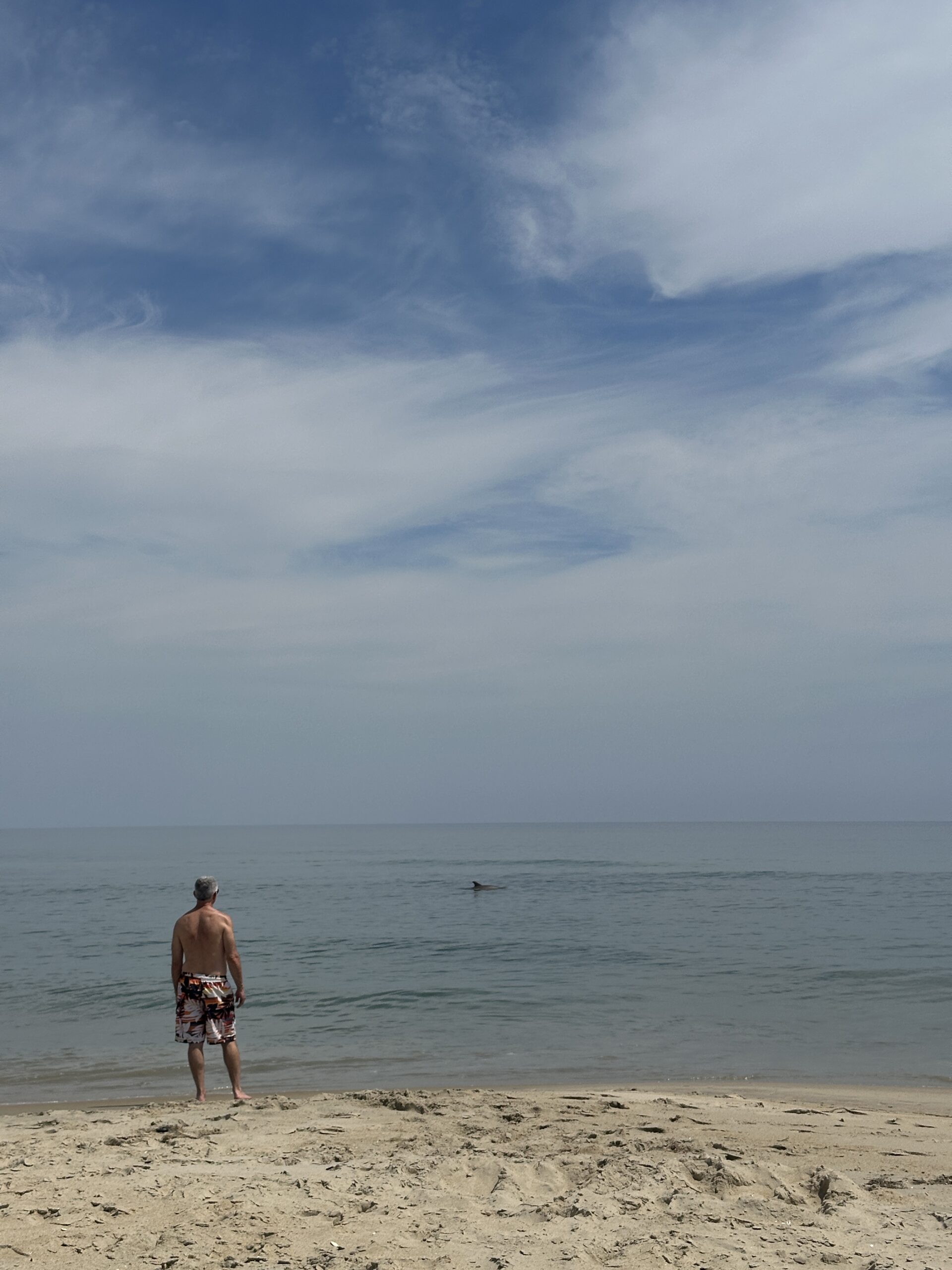 Dolphin swims close to shore